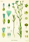 ketentohumu.webp ketentohumu.webp